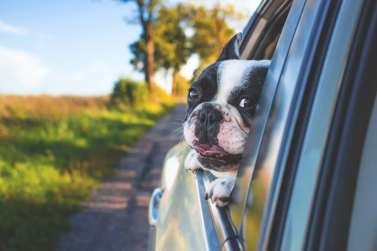 Can I renew my expired driver's license? Everything you need to know